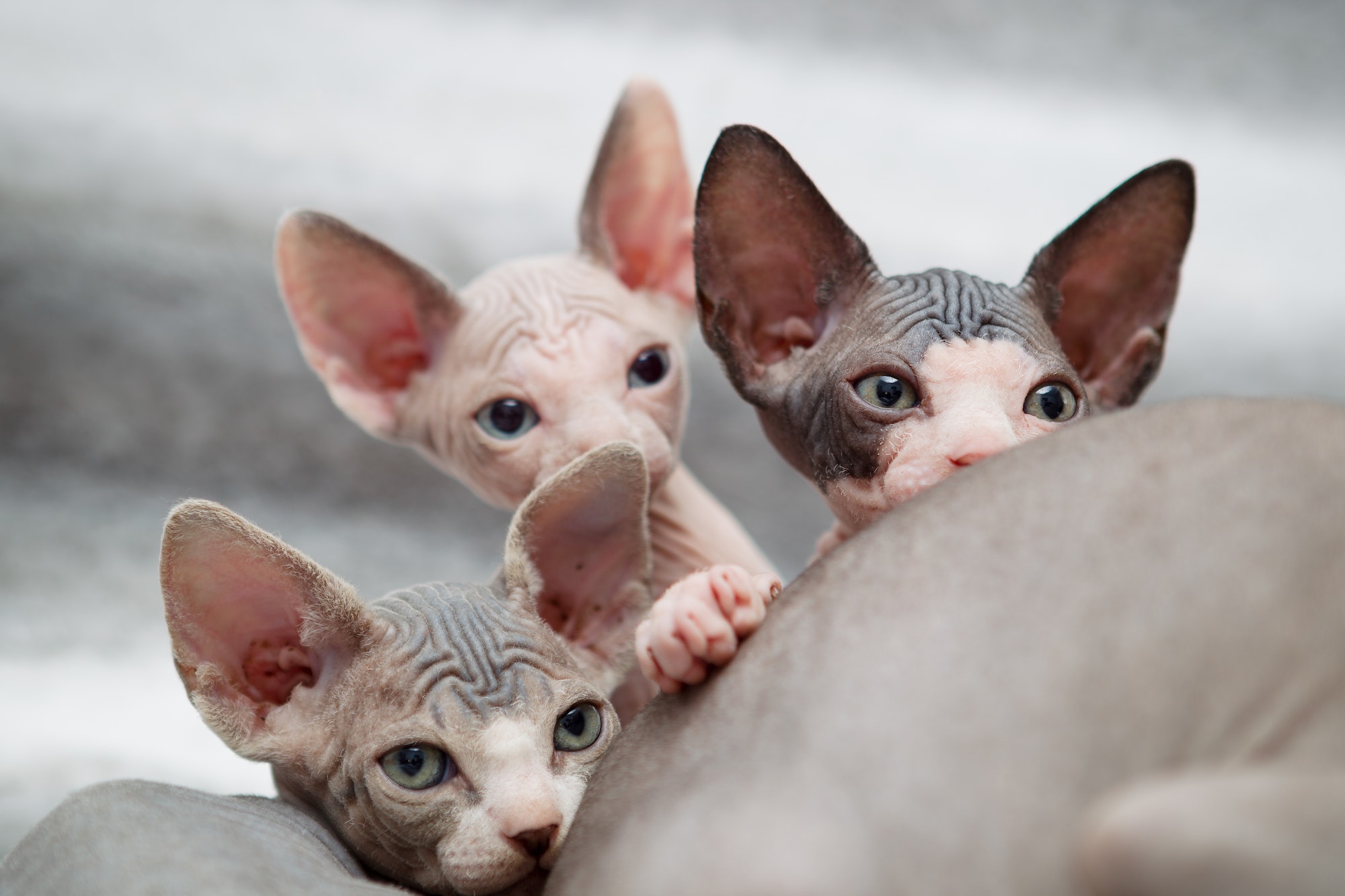 Sphynx