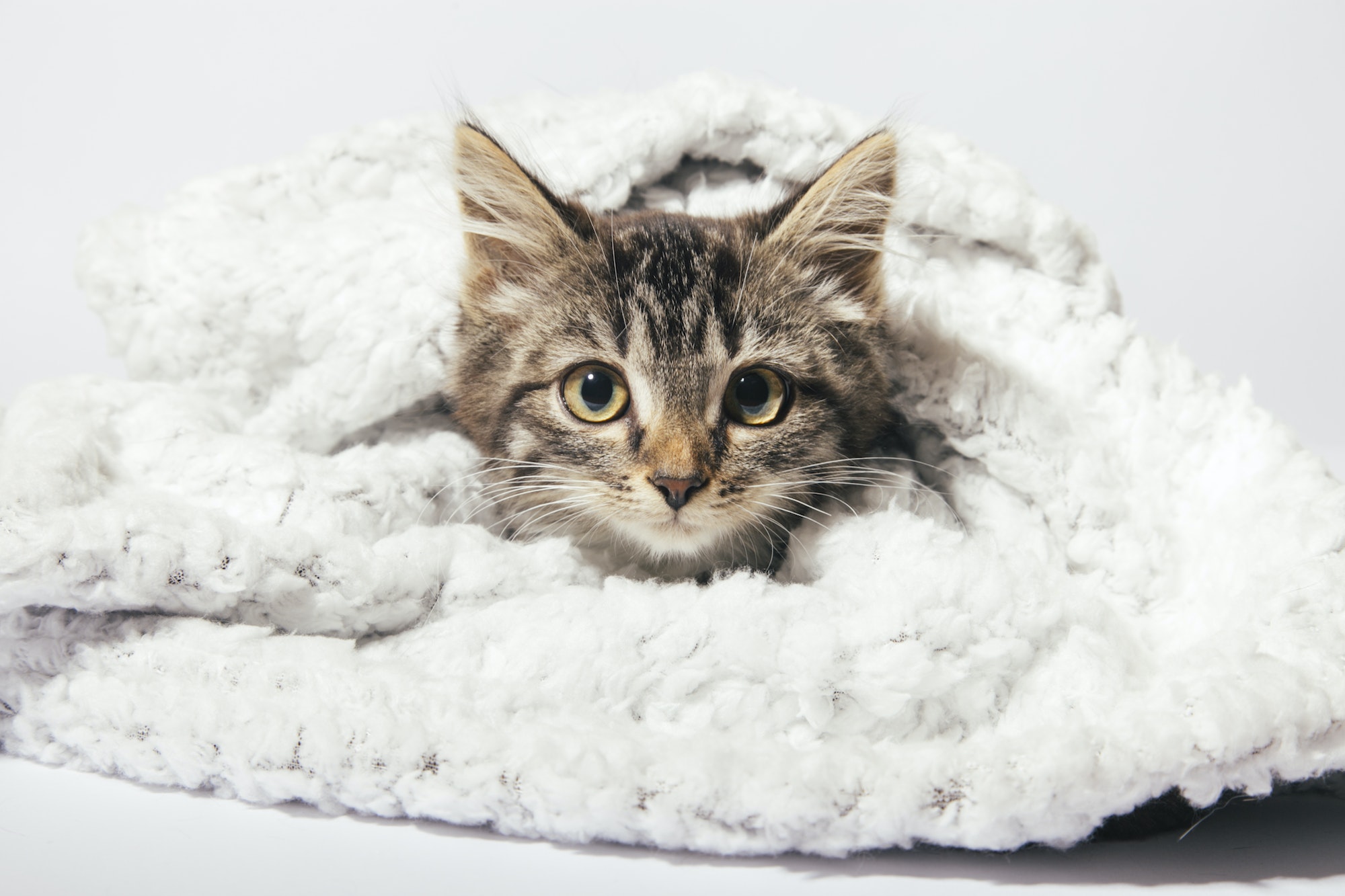 10 curiosidades sobre gatos