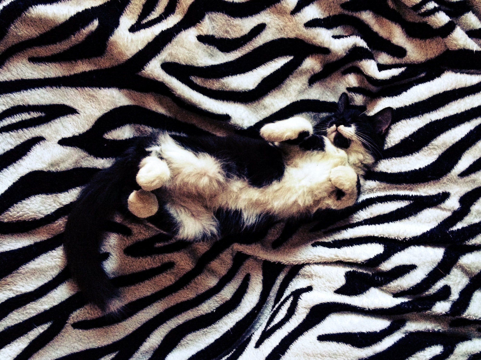 Tuxedo cat over black and white zebra blanket