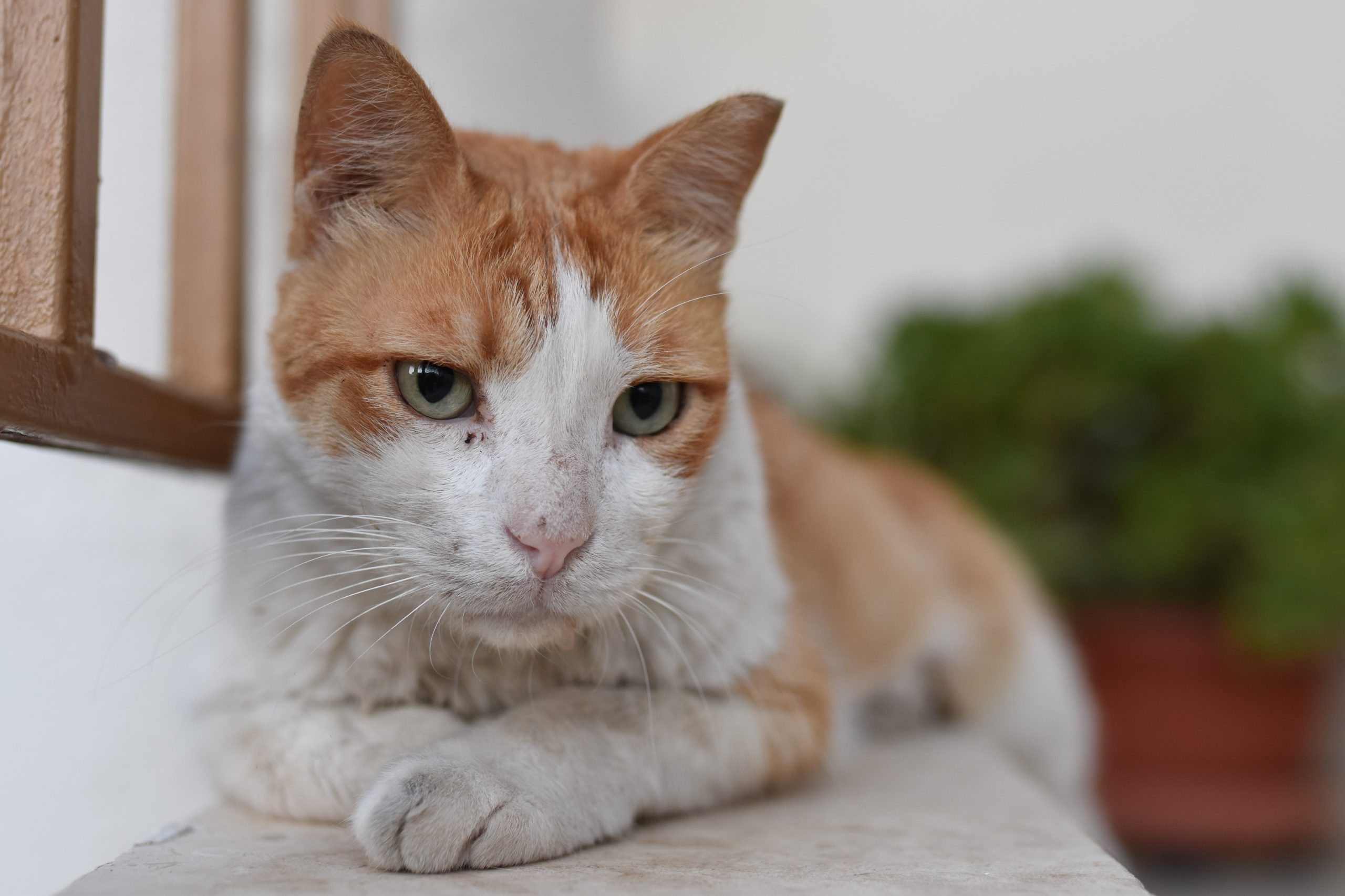Como saber se seu gato está doente
