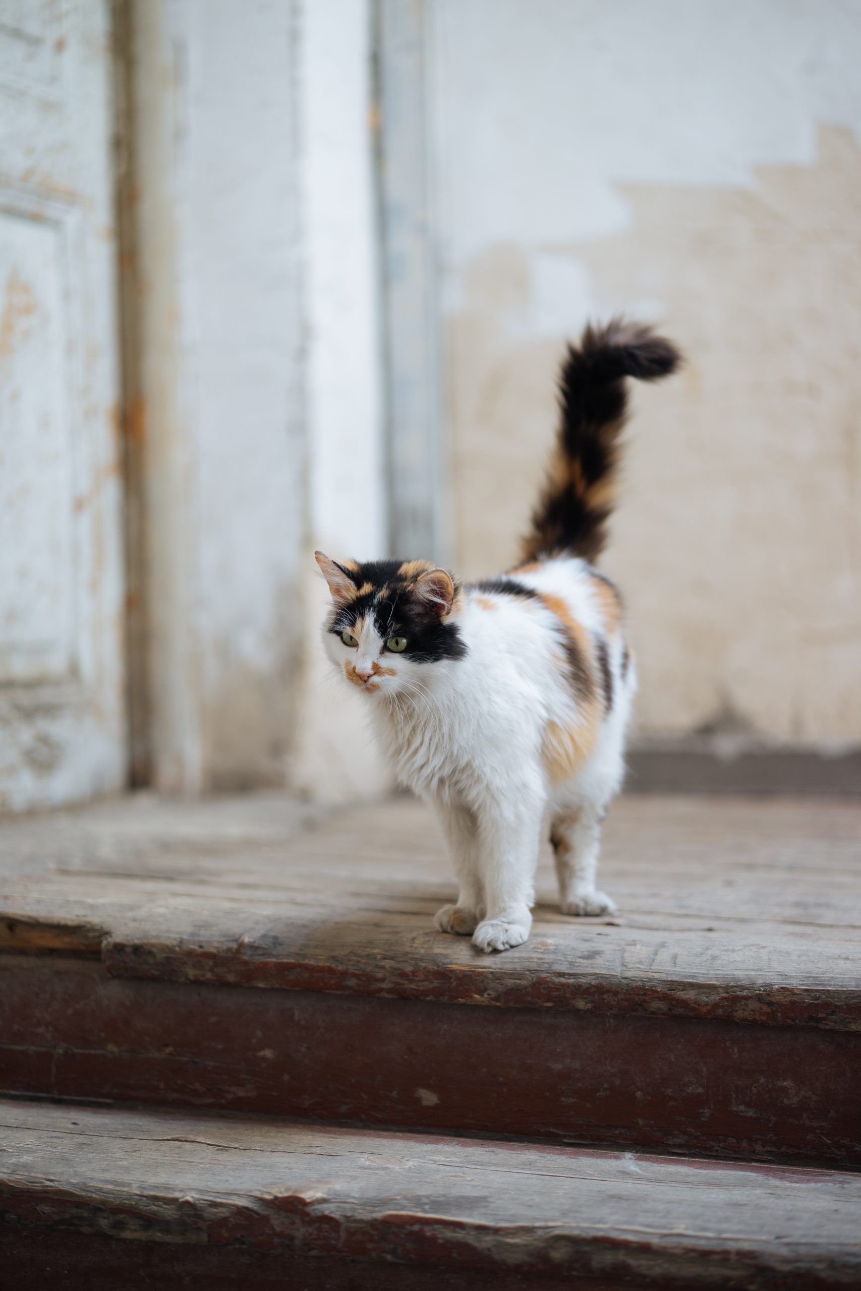 Como é o dia-dia de um gato doméstico