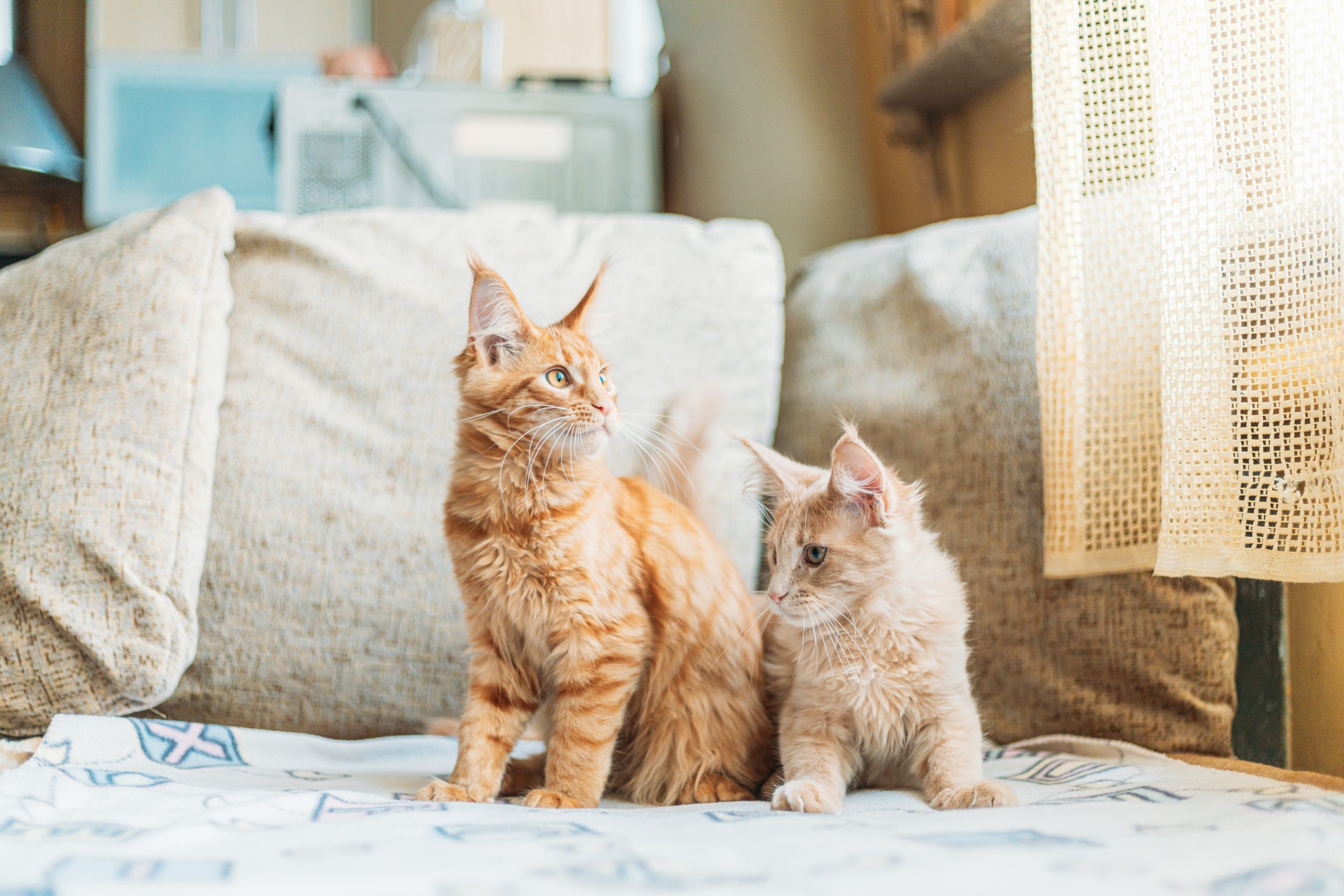 Como é o dia-dia de um gato doméstico