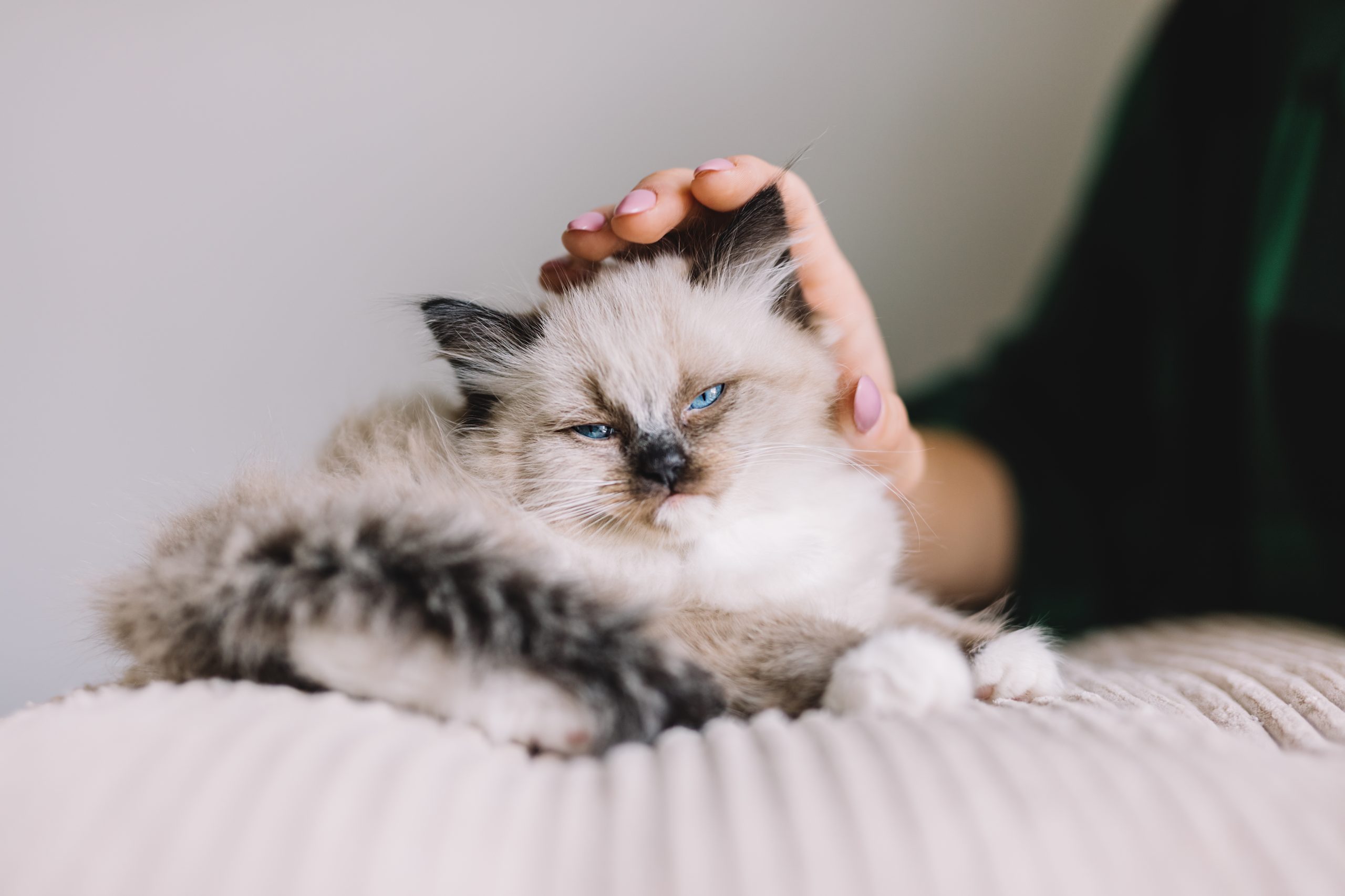 As raças de gatos mais tranquilas e carinhosas