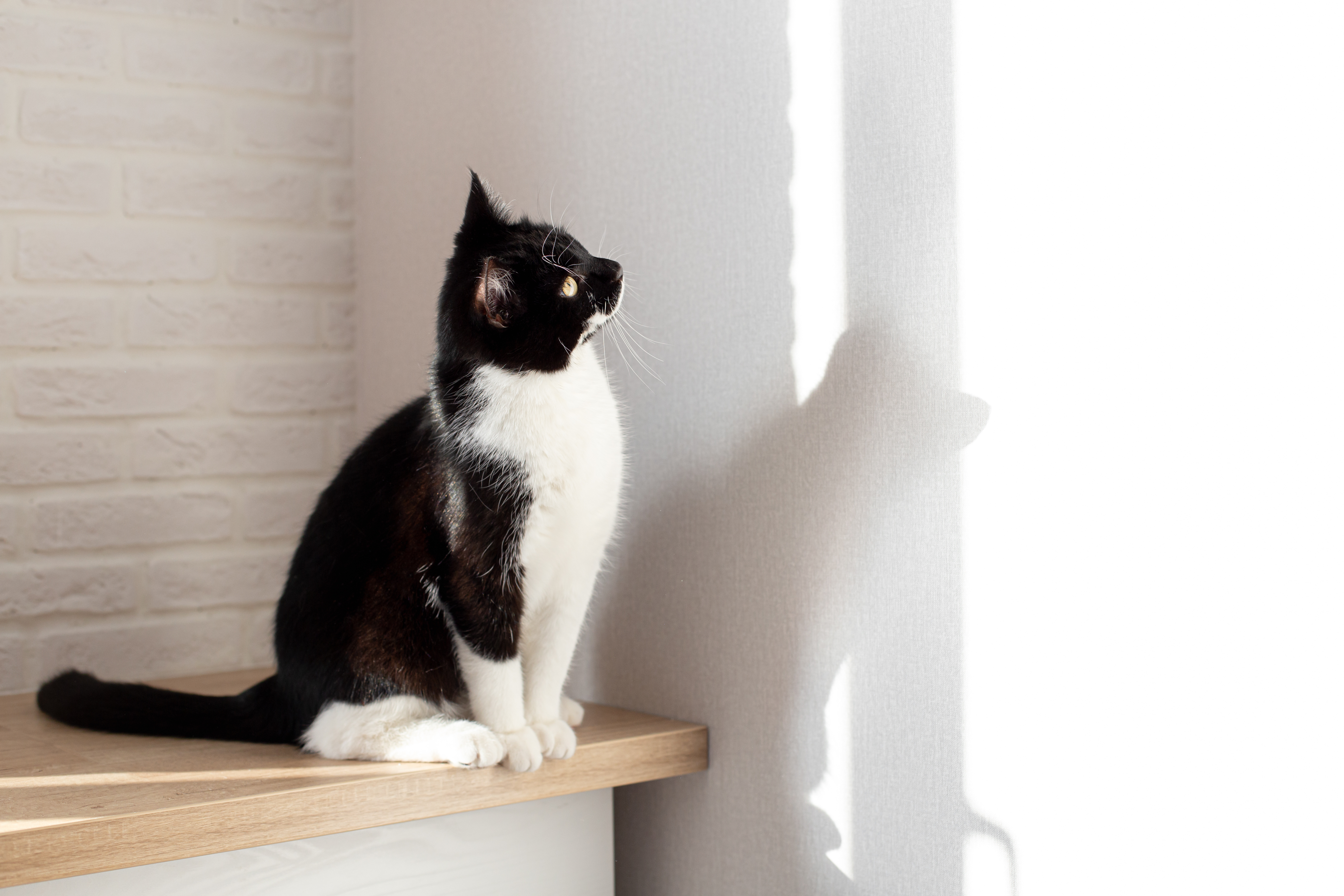Parede para gatos - Brinquedos que os gatos mais gostam