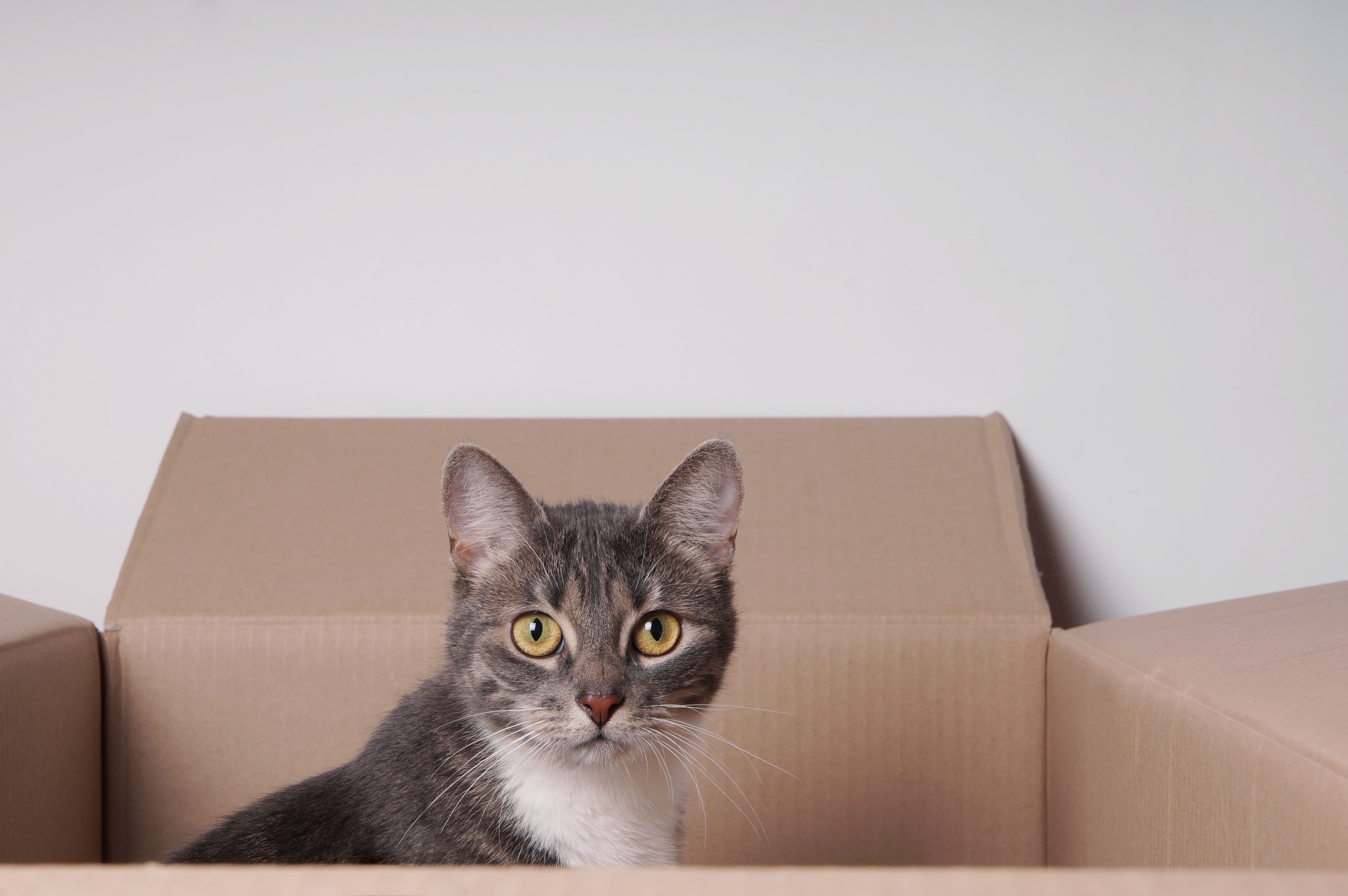Caixa de papelão para gato - Brinquedos que os gatos mais gostam