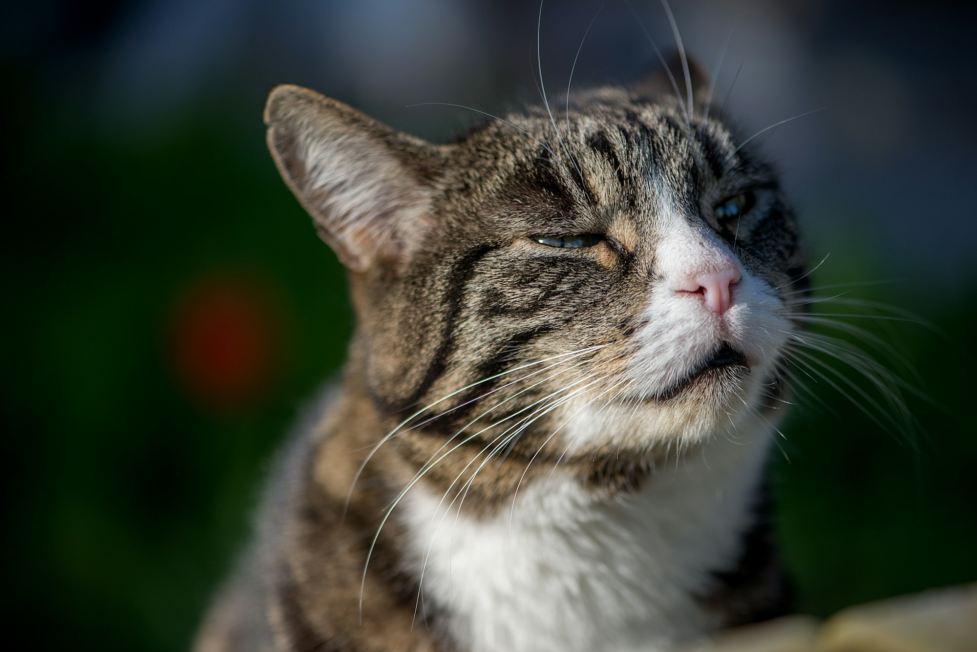Stylish animal old domestic cat.Close up of an adorable tabby rescue cat.
