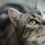 Posse responsável de Gatos: Como adotar e preparar sua casa para um novo Gato