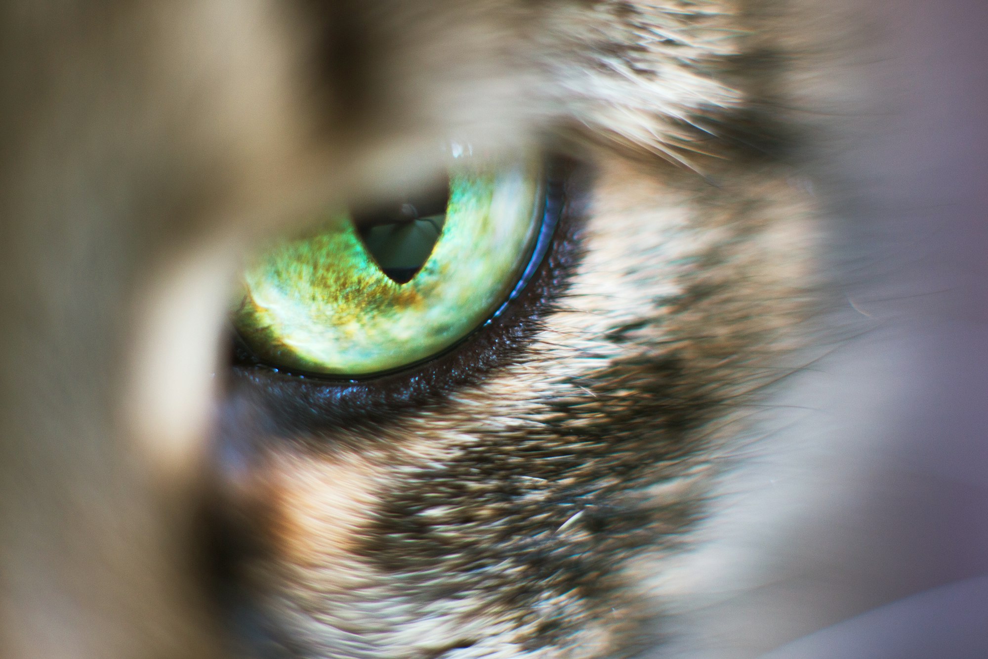 O Que os Gatos Enxergam? Um Olhar Científico Sobre a Visão Felina