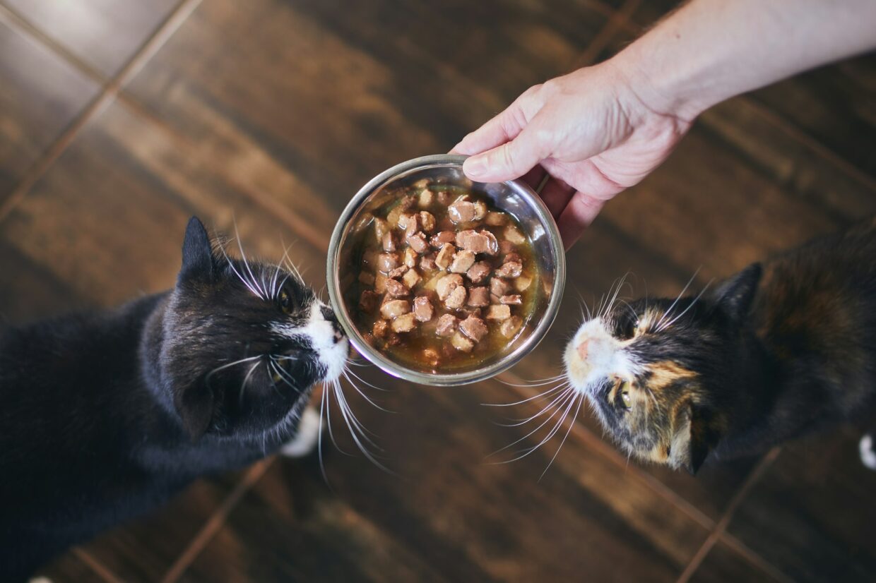 Alimentação para gatos