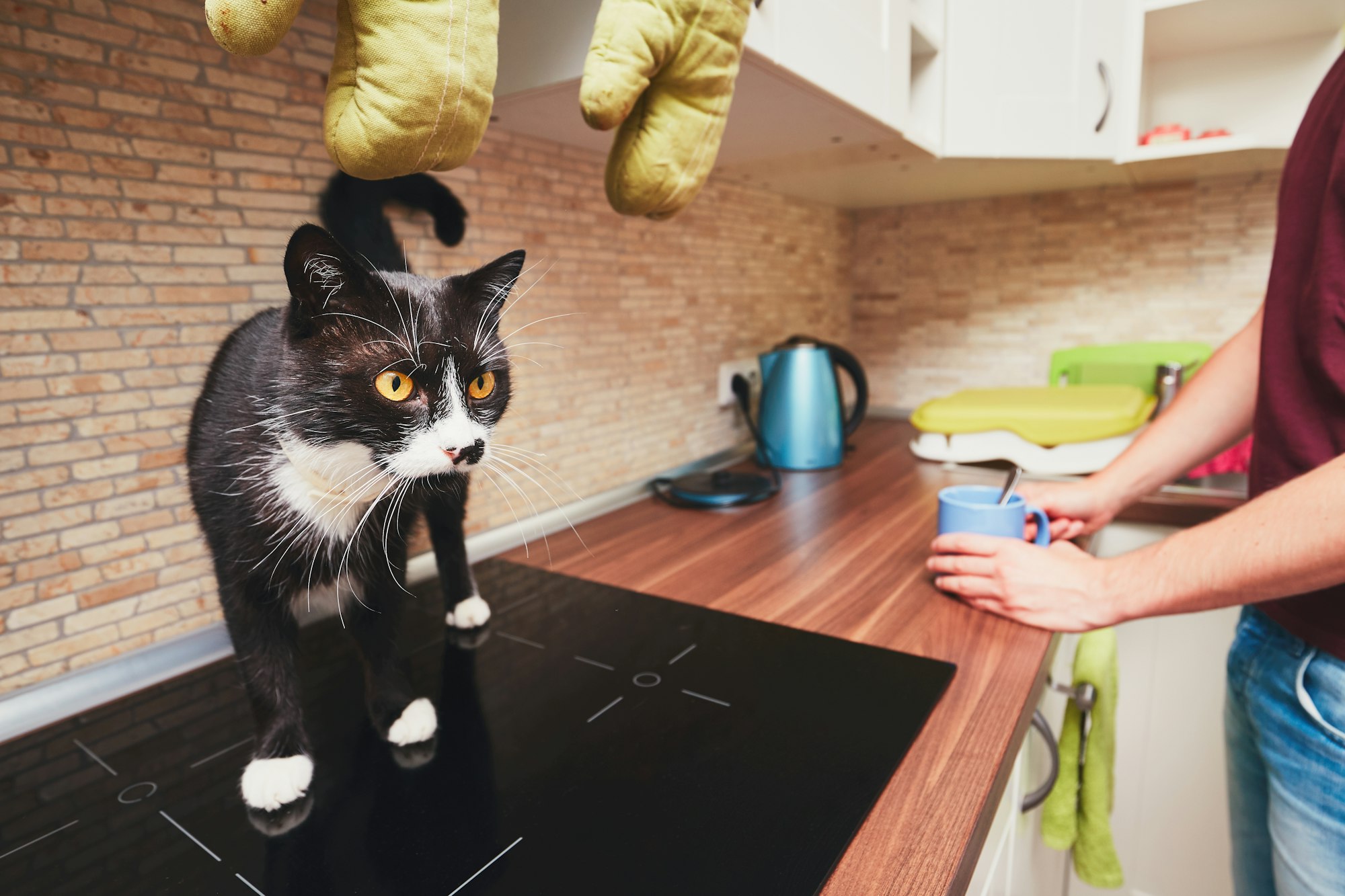 Life with cat