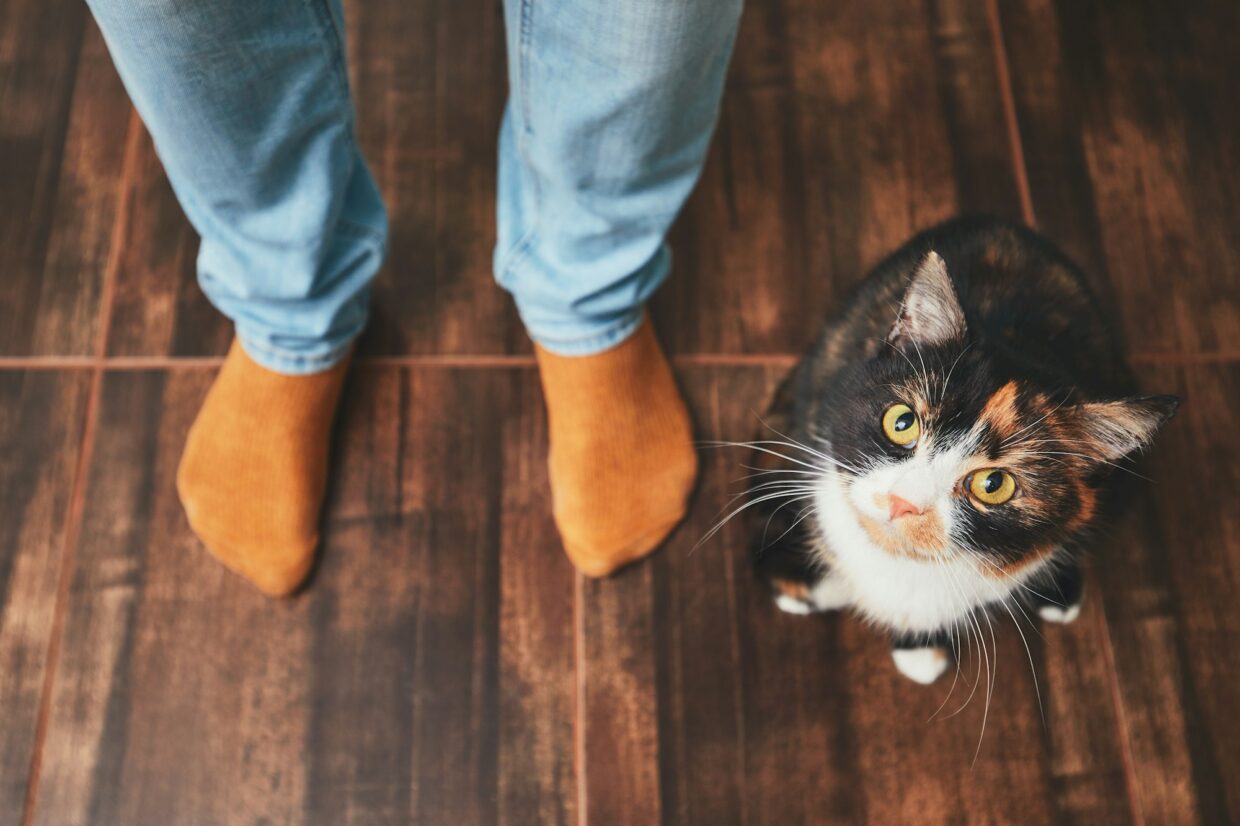 Gato e ser humano