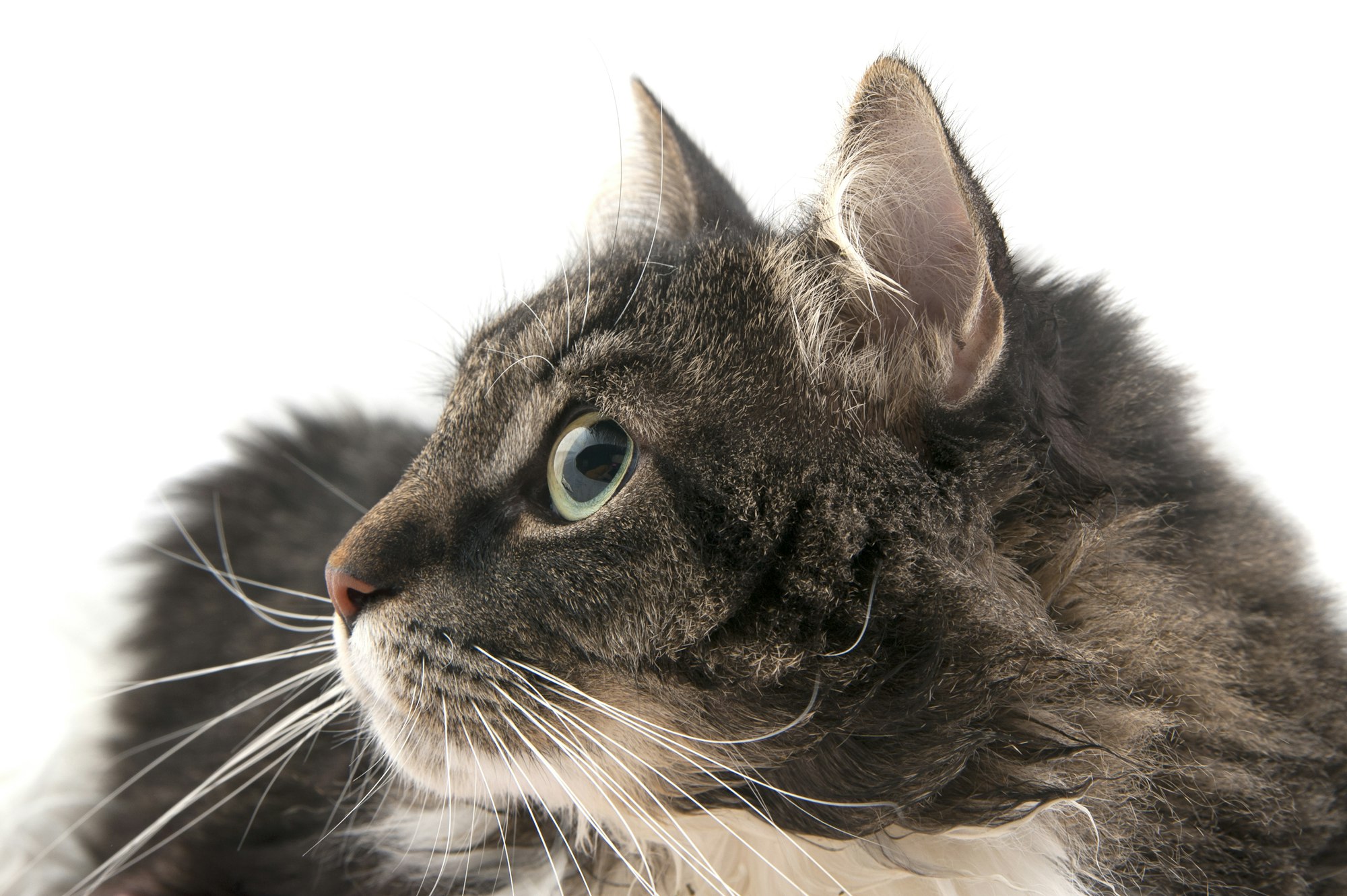 O Que os Gatos Enxergam? Um Olhar Científico Sobre a Visão Felina