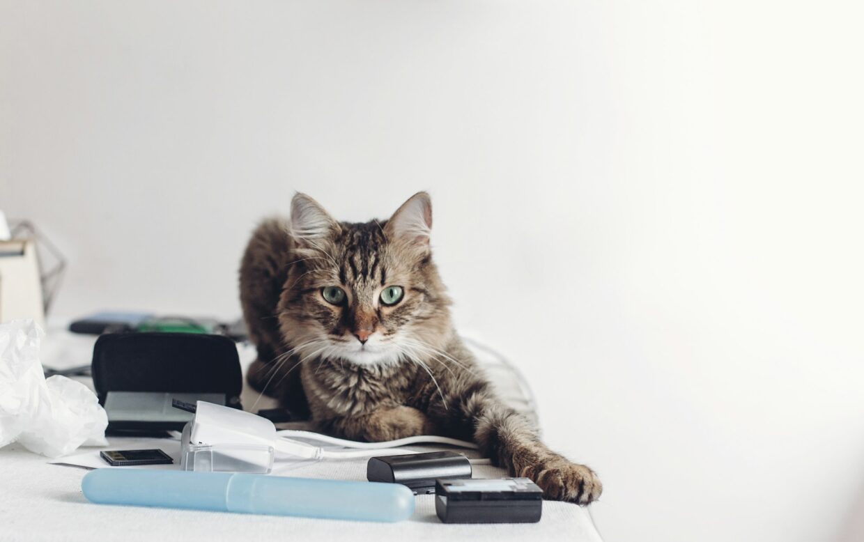 serious cat sitting on table with work items, funny moment