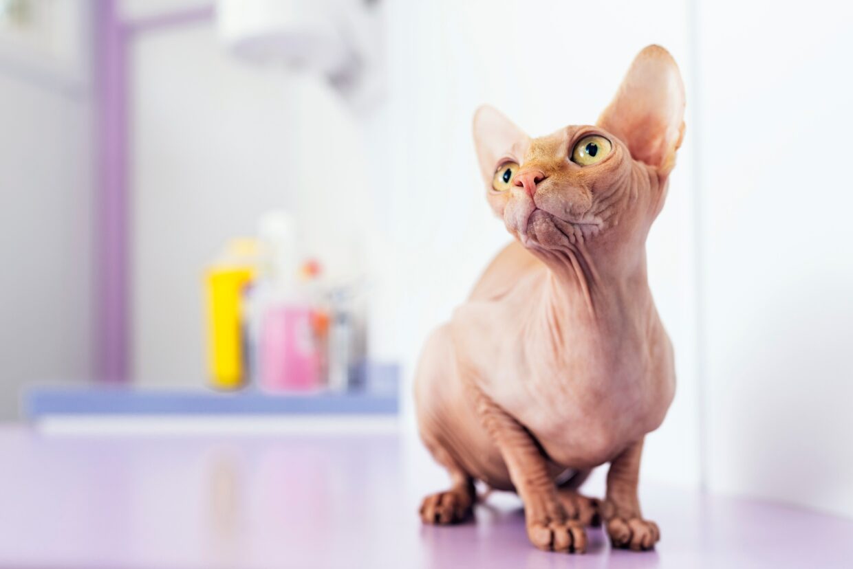 Portrait of beautiful sphynx cat.